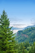 Pine Tree and Columbia River Gorge