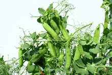 Green Peas In White Background