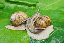 Mating Game Snails On The Background Of Green Leaves.