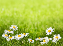 Daisies On A Sunny Lawn With Copy Space