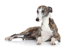 Whippet Lying In Front Of White Background