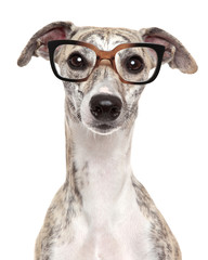 Dog in glasses on white background