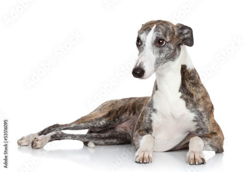 Cuadros en Lienzo Whippet lying in front of white background