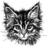 Fototapeta Koty - portrait of cat