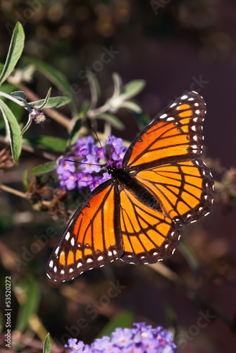 Tapeta ścienna Wicekról motyl (limenitis archippus) na krzaku motyla