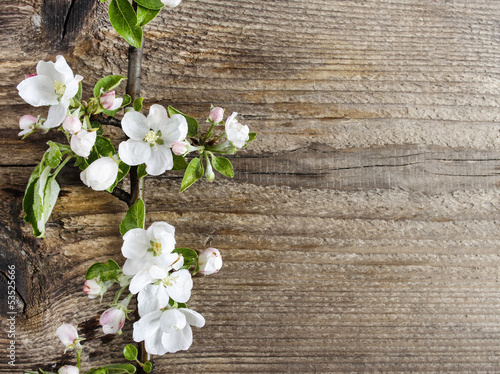 Fotovorhang - Apple blossom on wooden background. Copy space. (von agneskantaruk)