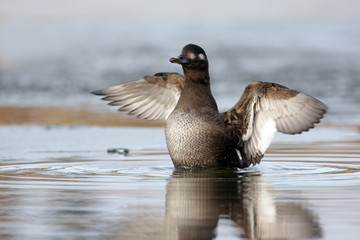 Wall Mural - Velvet scoter, Melanitta fusca