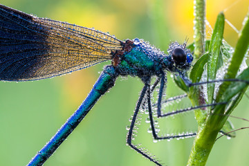 Wall Mural - dragonfly with dew drops