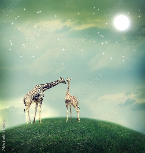 Naklejka - mata magnetyczna na lodówkę Giraffes in friendship or love concept image