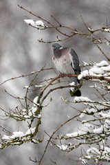 Poster - Wood pigeon, Columba palumbus