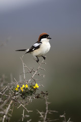 Wall Mural - Woodchat shrike, Lanius senator