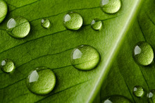 Green Leaf With Drops Of Water