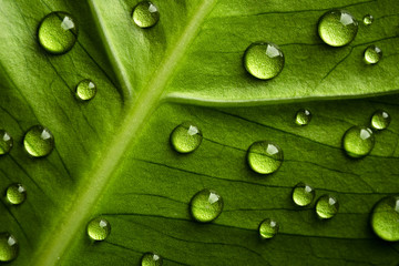 Green leaf with drops of water