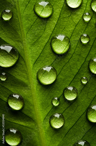 Dekoracja na wymiar  zielony-lisc-z-kroplami-wody