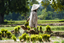 Rice Plantation In Laos