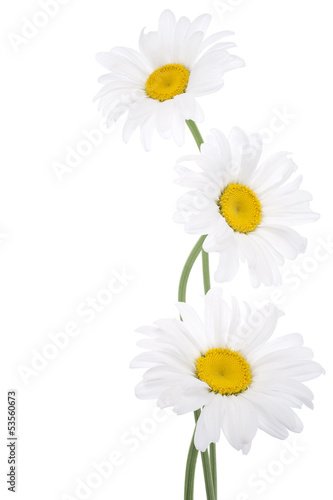 Naklejka dekoracyjna daisy
