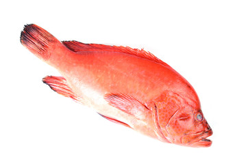 Red fish on a white background