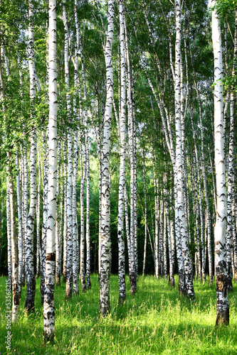 Fototapeta do kuchni Beautiful evening Birch Grove in june