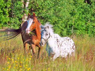 Fotoroleta koń zwierzę rasowy