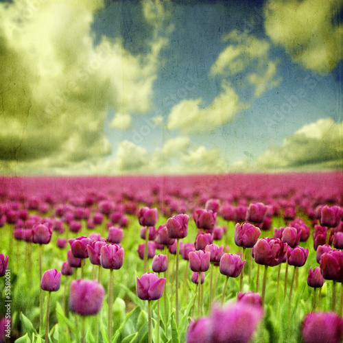 Plakat na papierze fotorealistycznym Wiosenne tulipany