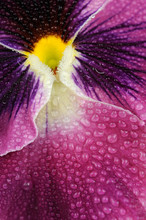 Purple Pansy Violet Flower With Water Drops