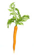 single carrot isolated on white background