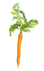 Poster - single carrot isolated on white background