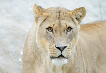 Poster - Lioness closeup