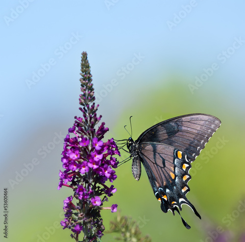 Tapeta ścienna Wschodni tygrysia swallowtail motyl (papilio glaucus)