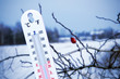 Temperature in winter