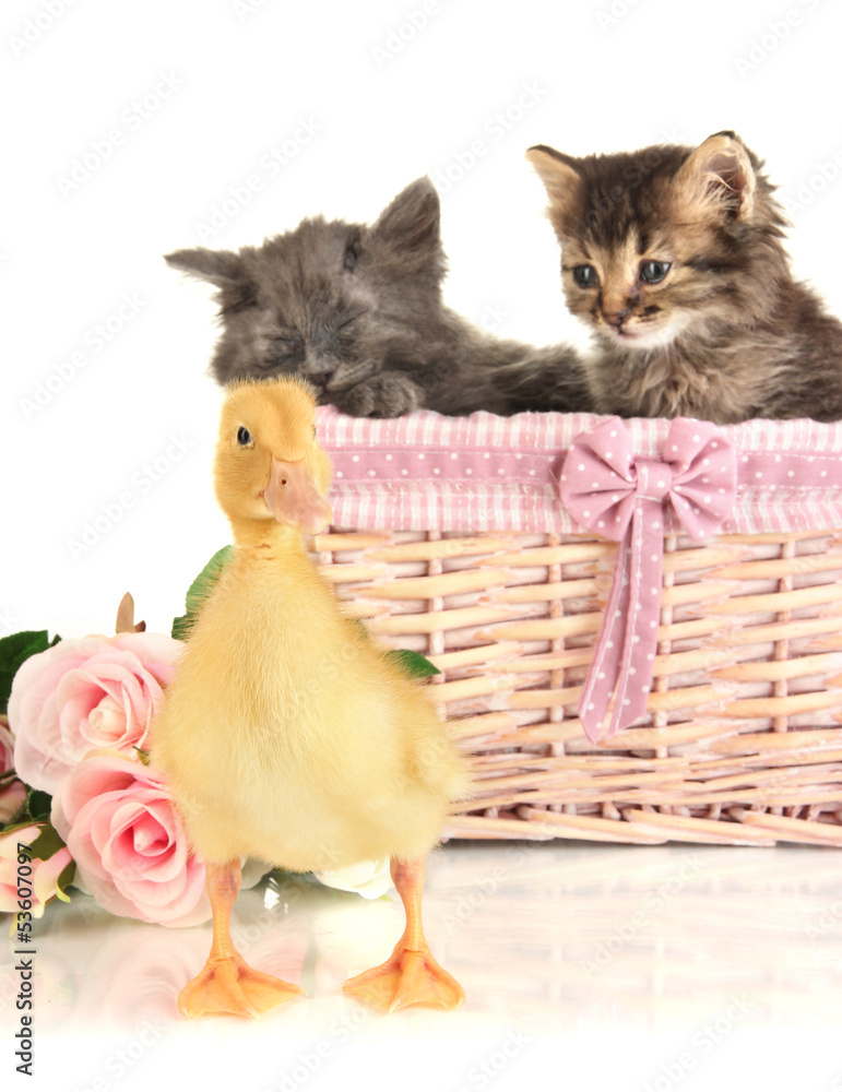 Small kittens in basket and  duckling isolated on white