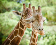 Close up portrait of giraffe  (Giraffa camelopardalis)