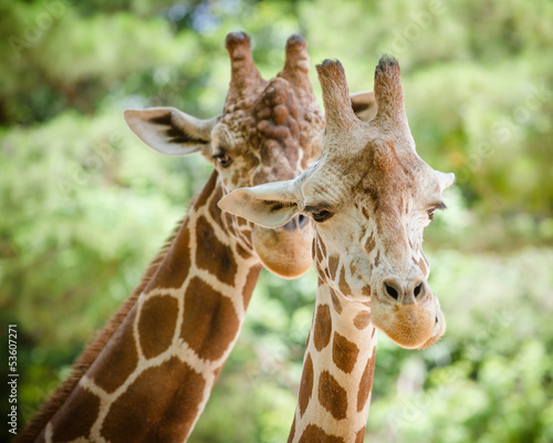 Board z aluminiowym obramowaniem Bliska portret żyrafa (giraffa camelopardalis)