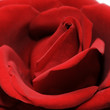 Leinwanddruck Bild Beautiful red rose