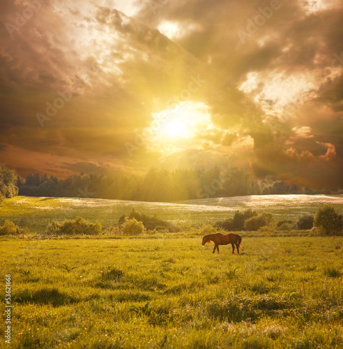Board z aluminiowym obramowaniem Sielankowy krajobraz z koniem w słońcu
