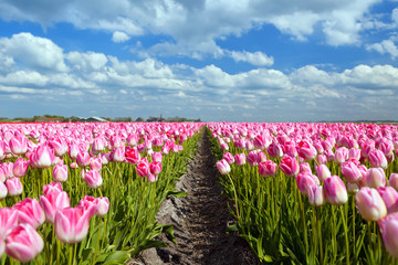 Wall Mural - pink tulip fields in sprind