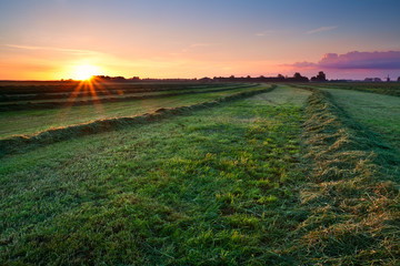 Fototapete - clipped hay on grassland at sunrise