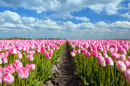 Plakat na papierze fotorealistycznym Różowe pola tulipanów w sprind