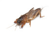 © japhoto - Mole cricket isolated on white background (Gryllotalpidae)