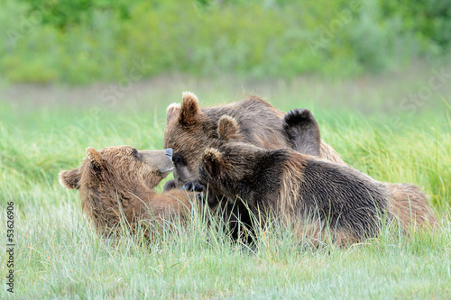 Board z aluminiowym obramowaniem Matka niedźwiedzia grizzly karmi dwie młode