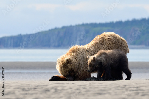 Board z aluminiowym obramowaniem Matka niedźwiedź grizzly z cub karmienia na zaciskach