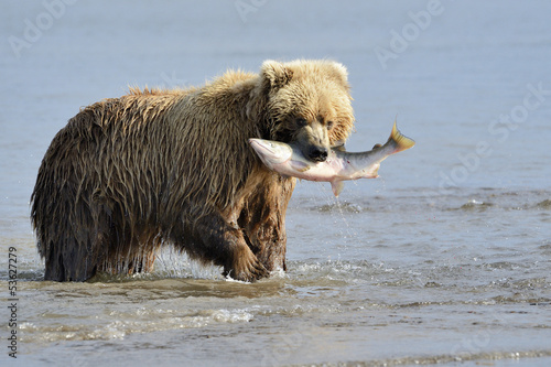 Board z aluminiowym obramowaniem Niedźwiedź grizzly z łososiem w ustach