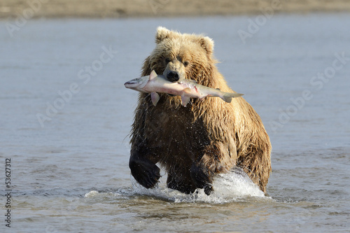 Board z aluminiowym obramowaniem Niedźwiedź grizzly z złowionym łososiem