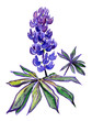 Watercolor blue lupine