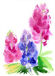 Watercolor blooming lupines
