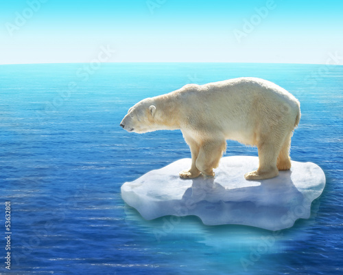 Board z aluminiowym obramowaniem Niedźwiedź polarny / topnienie lodu