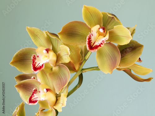 Board z aluminiowym obramowaniem Piękna orchidea cymbidium