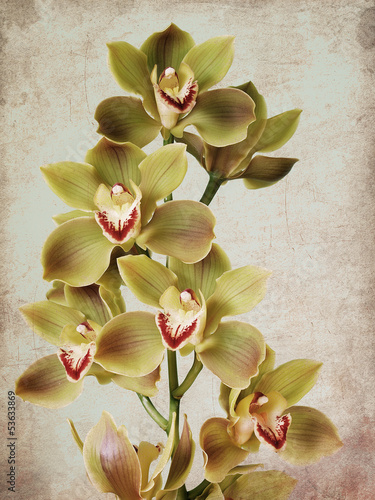 Naklejka dekoracyjna Cymbidium flower textured