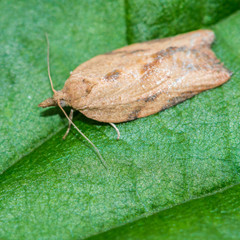 Canvas Print - Light Brown Apple Moth