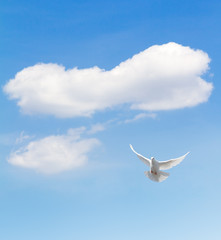Fototapete - White dove flying in the sky.